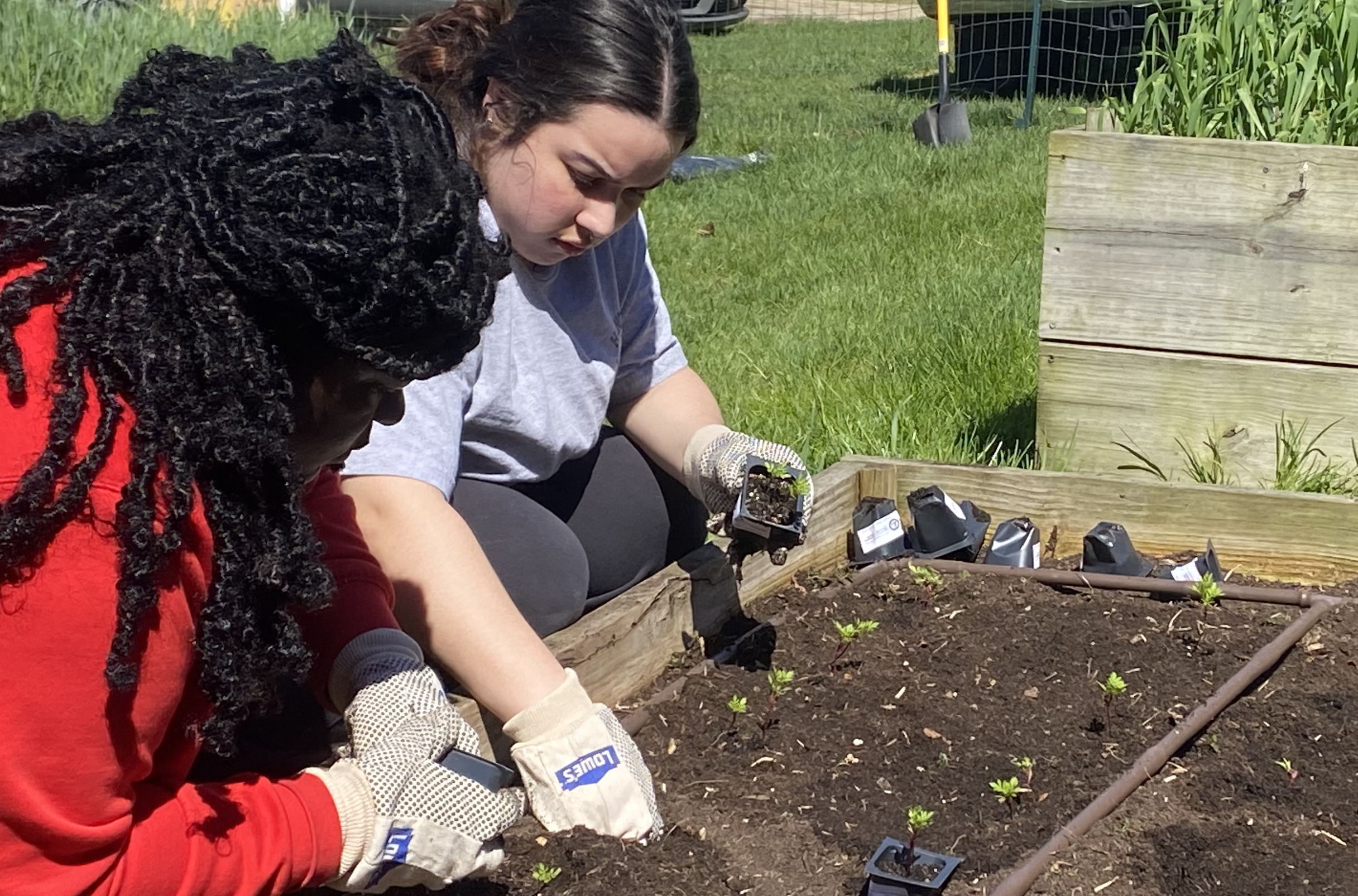 DSU students help plant seedlings in the Community Garden, DSU Downtown campus.