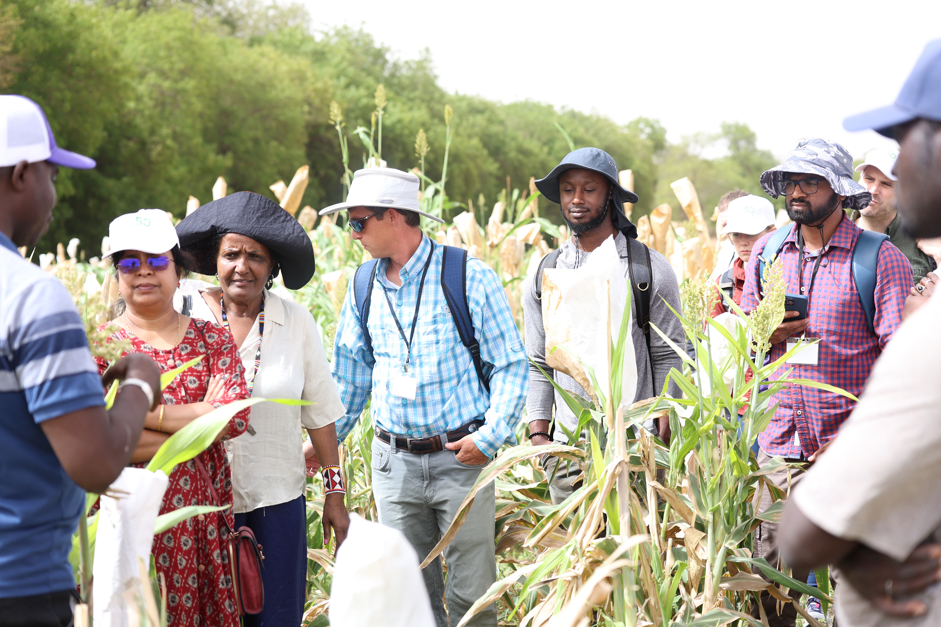 The DSU research team join Senegalese researchers at Sorghum breeding plots in Thies, Senegal.